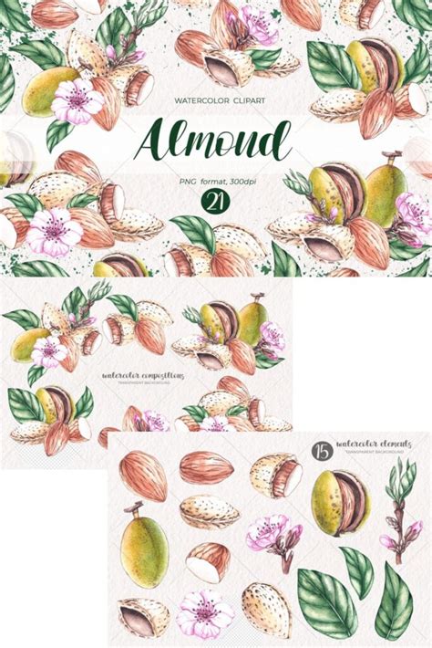 Watercolor Almond Watercolor Clipart PNG – MasterBundles