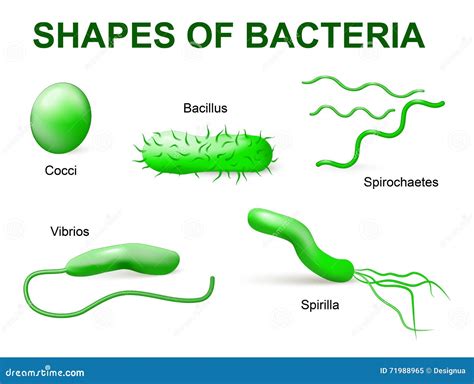 Types Of Bacteria. Basic Morphological Stock Vector - Illustration of ...