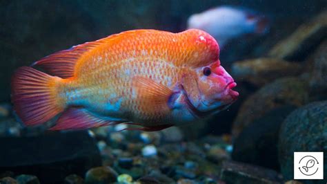 Red Devil Cichlid Care - A Comprehensive Guide