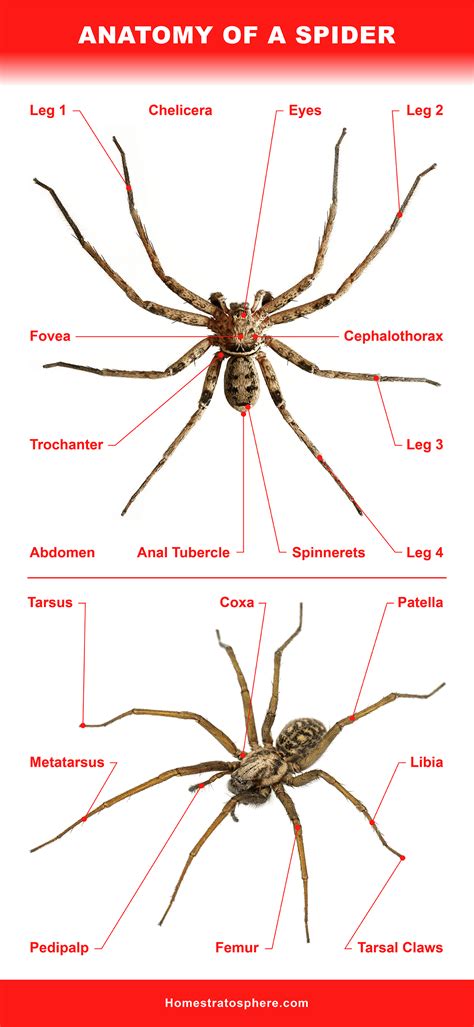 Anatomy Of A Spider - Anatomical Charts & Posters