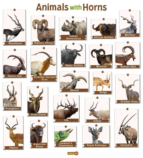 Animals with Horns: List and Facts with Pictures