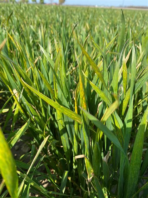 What’s up with Wheat – Diseases – Field Crop News