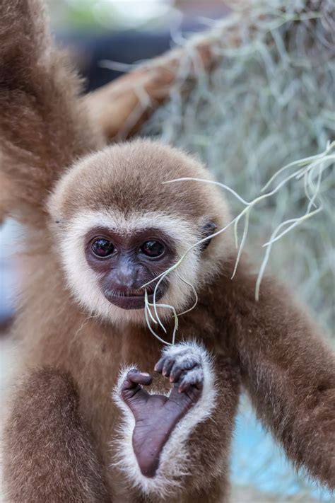 The baby of white-Handed gibbon playing with branch | Cute animal ...