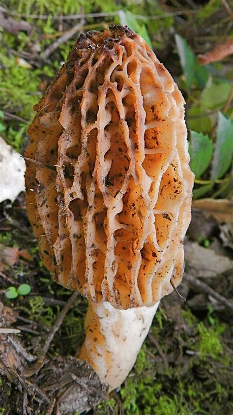 Wilderness Medicine Menu: True Morels and False Morel Poisoning ...