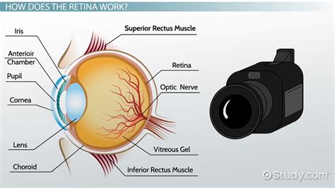 Retina: Definition & Function - Video & Lesson Transcript | Study.com