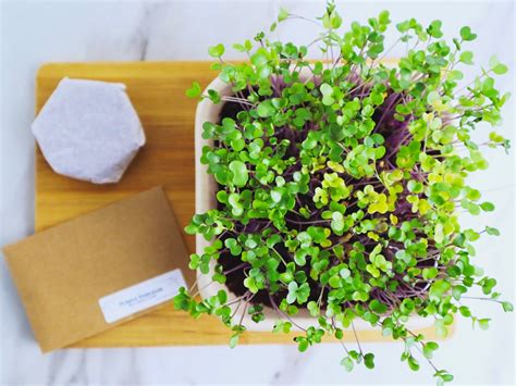 Microgreens Grow Kit DIY Indoor Organic Gardening Purple | Etsy