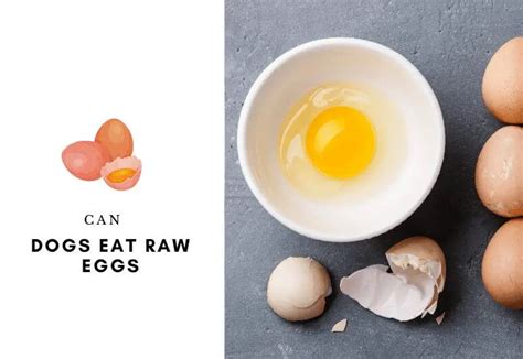 Can Dogs Eat Raw Eggs? Separating Fact from Fiction (Guide)