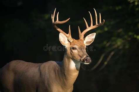 12 Point Buck Deer Stock Photos - Free & Royalty-Free Stock Photos from ...