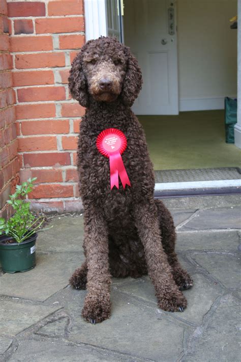 Whirly - Chocolate brown standard poodle. She had just won 'Best Puppy ...