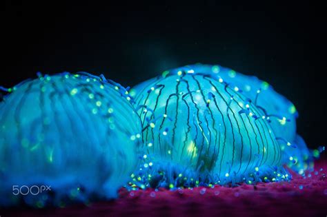 Bioluminescence - Bioluminescent jellyfish at Monterey Bay Acquarium ...