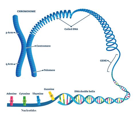 The Human Genome Project pieced together only 92% of the DNA — now ...