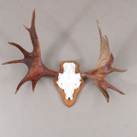 MOOSE HORN. Miscellaneous - Miscellaneous - Auctionet