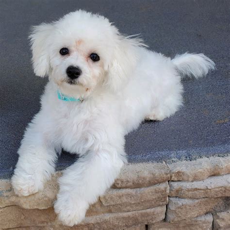 73+ Bichon Frise Breeders In Sc Picture - Bleumoonproductions