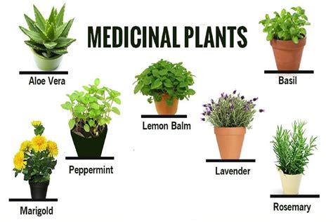 Introduction Of Medicinal Plants at Elizabeth Sauer blog