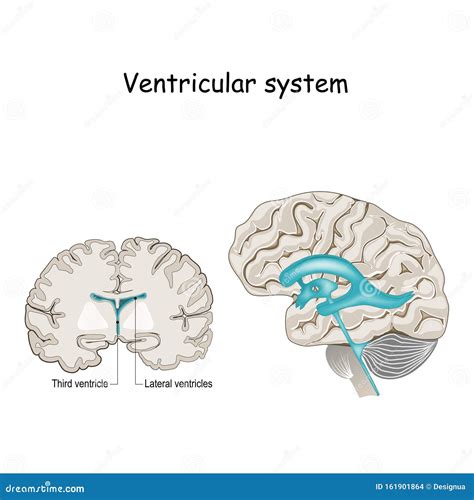 Ventricles Of The Brain