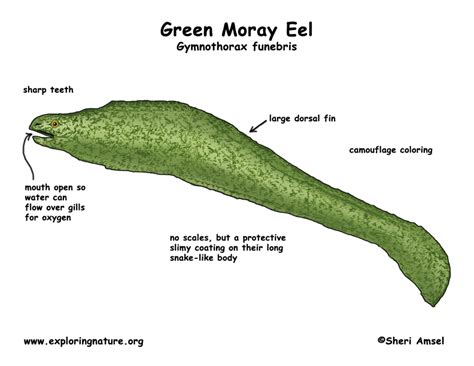 Moray Eel (Green)