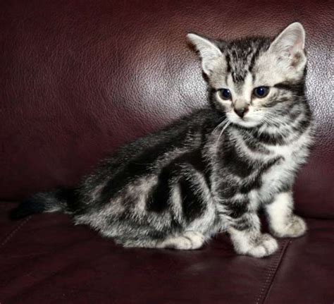 Sokoke Cat Info, Temperament, Care, Training, Pictures