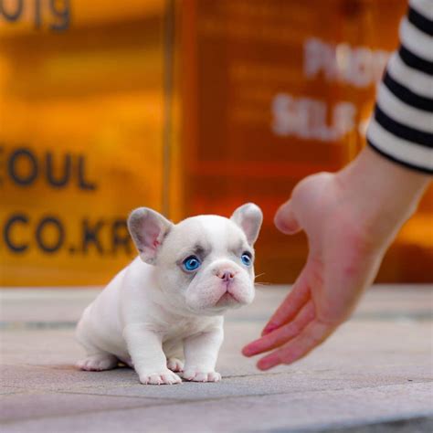 Micro French Bulldog Puppies For Sale | Mini Teacup Puppies