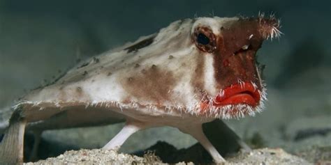 Ugly Fish: 11 Of The Ugliest Fish Species, With Pics ☣️