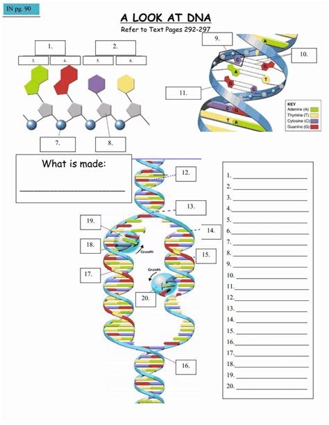 50 Genetics Worksheet Middle School | Chessmuseum Template Library ...