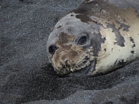 Seals – Antarctica