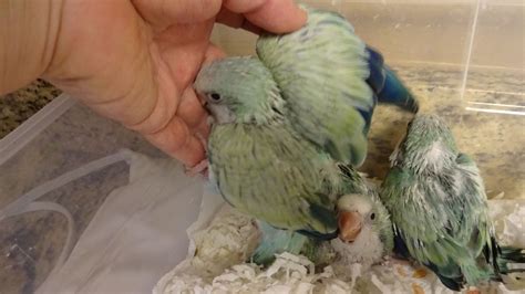 Turquoise Quaker Parrots. Rare color! For sale at Friendly Bird Aviary ...