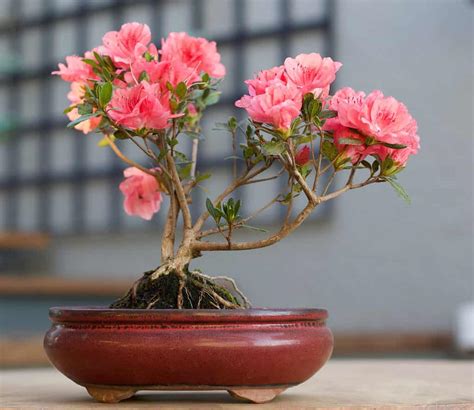 Azalea Bonsai Tree: Varieties, How to Propagate, and More