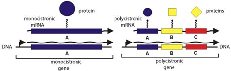 PROTEIN SYNTHESIS BASICS