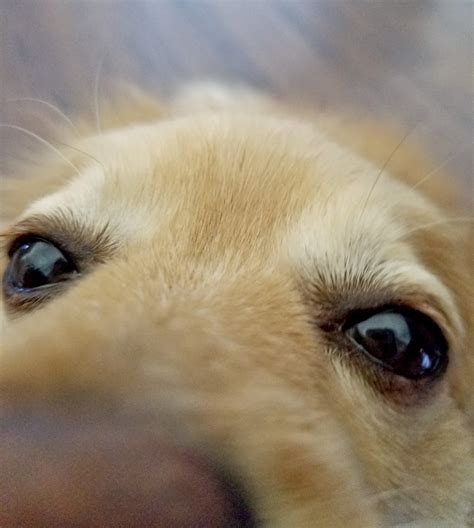 A Dogs Eye Free Stock Photo - Public Domain Pictures