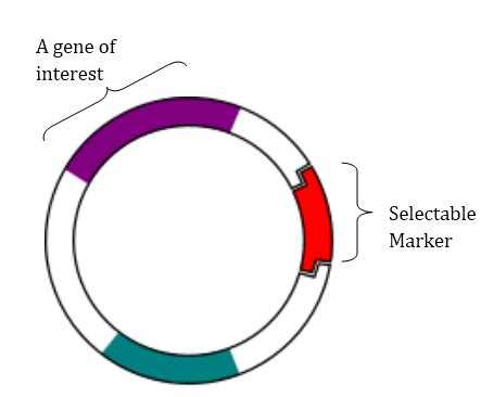 Difference Between Selectable Marker and Reporter Gene | Selectable ...