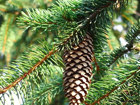 The Health Benefits of Pine Oil | Wake Up World