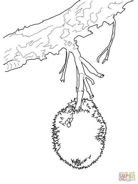 Durian on Tree coloring page | Free Printable Coloring Pages