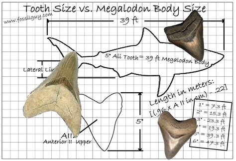 Megalodon Tooth Size Vs. Body Size: How large was the megalodon that ...