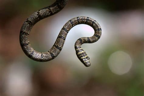 Flying Snake - Learn About Nature