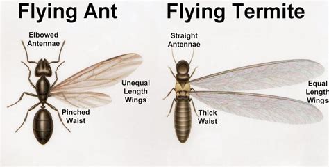 Termite Vs Ant