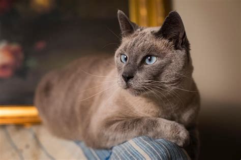 Lilac Point Siamese: A legendary Asian cat from Thailand - Feline Paws