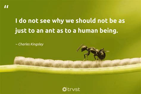 44 Ant Quotes About The Diligent Insects