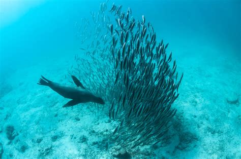 Galapagos Sea Lion Hunting Fish Rabida Photograph by Tui De Roy - Pixels