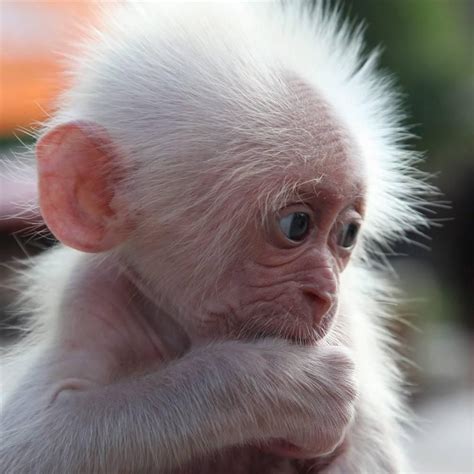 Pin by AM on Things that make you say AWWW | Albino animals, Cute baby ...