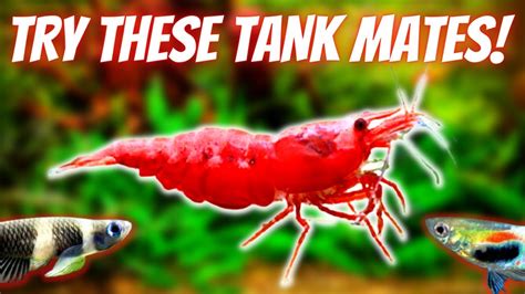 Top 5 BEST And 5 WORST Shrimp Tank Mates: Fish You Can and Can't Keep ...