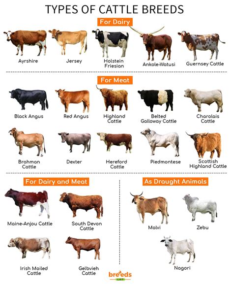 Cattle Breeds - Facts, Types, and Pictures