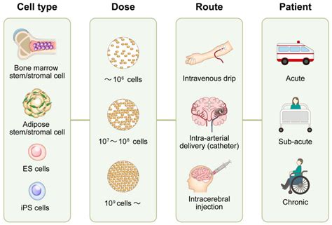 IJMS | Free Full-Text | Clinical Trials of Stem Cell Therapy for ...