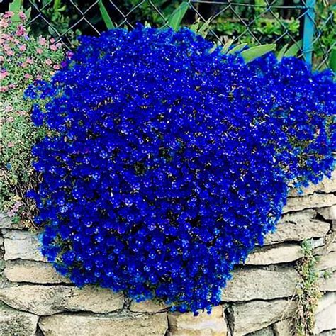 Big sale 205pcs rare ROCK cress Seeds Climbing plant Creeping Thyme ...