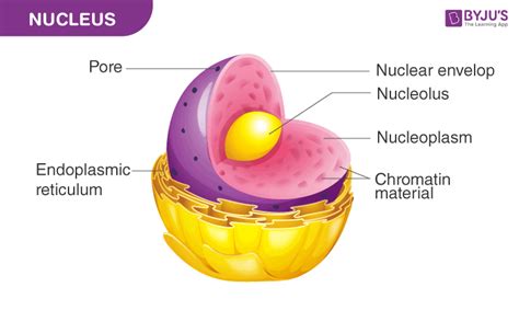 What is a Nucleus?- Structure and Function of Nucleus