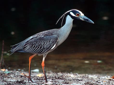 Yellow Crowned Night Heron