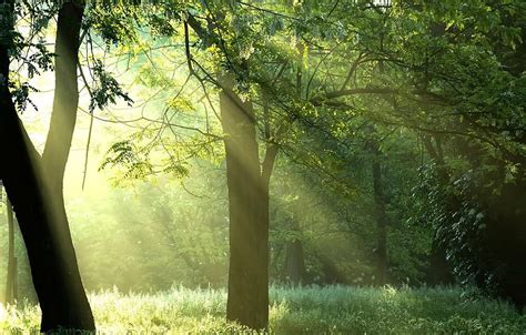 Forest, the sun, rays, trees, nature, sunshine, forest sun rays HD ...