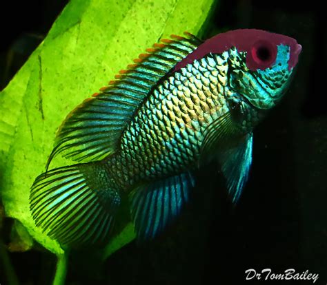 Premium Rare Metallic Blue Acara Cichlid, Also called Electric Blue ...