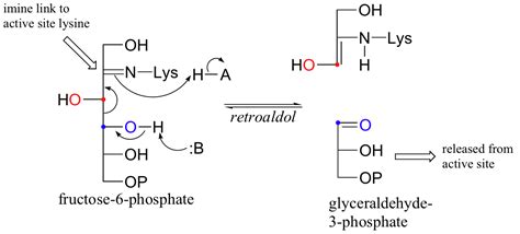 23.14: 23.13 Some Biological Carbonyl Condensation Reactions ...