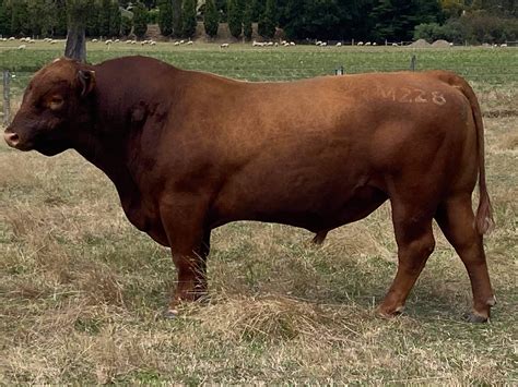 The Herd Online | 2 x Red Angus Bulls For Sale