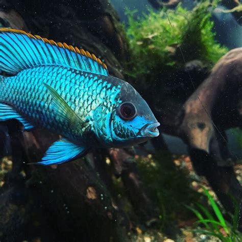 Electric Blue Acara: Care Guide, Breeding, Tank Size & Disease